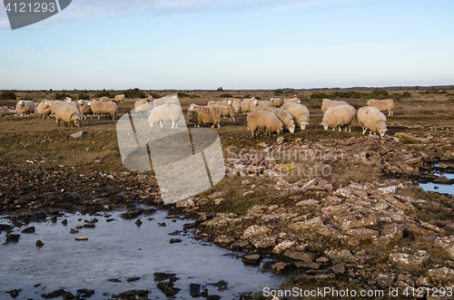 Image of Grazing sheeps in a plain grassland