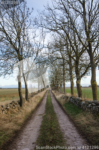 Image of Country road lined by trees