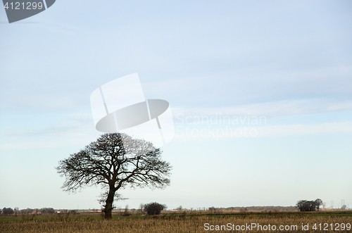 Image of Lone bare tree