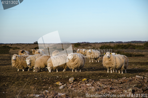 Image of Flock of grazing sheeps