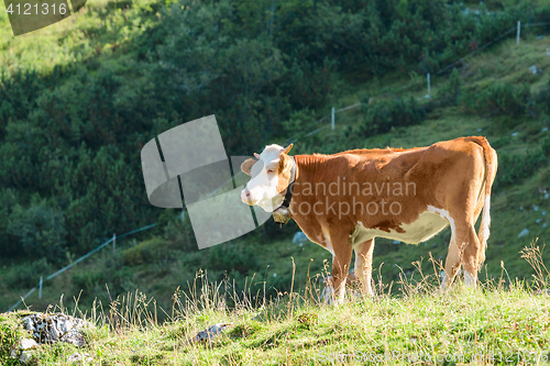 Image of Highlands Alpine pasture with fresh grass and Hereford breed cow