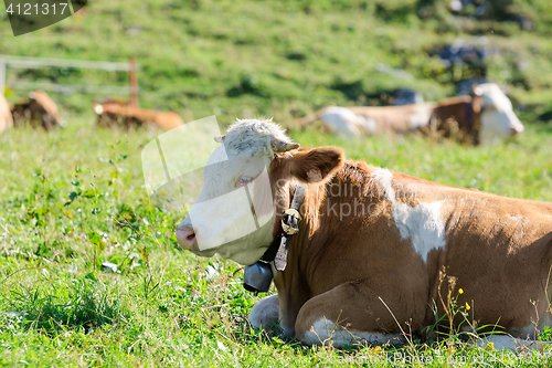 Image of Herd of Hereford breed cows lying on sunshine Alpine pastureland