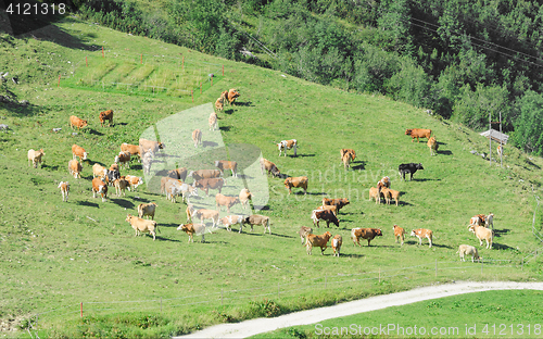 Image of Herd of cattle grazing on sunlit spring highlands Alpine grassla