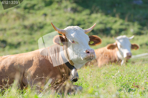 Image of Bulls of Hereford breed lies on sunny highlands Alpine pasture