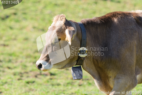 Image of Brown Swiss breed cow grazing on Alpine slopes