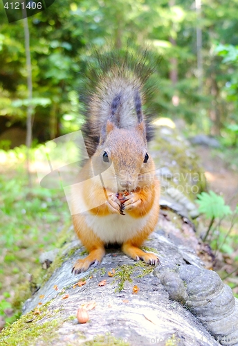 Image of Squirrel sitting on a log and eating a nut