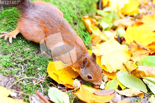 Image of Squirrel eating a nut in autunm