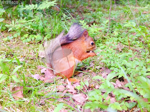 Image of Small squirrel eating a nut on a ground