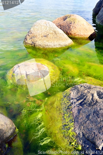 Image of Green seaweed and coastal rocks environment