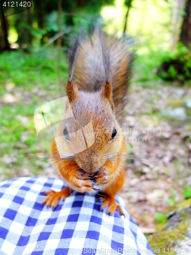 Image of Cute squirrel eating a nut, closeup