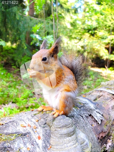 Image of Cute squirrel eating in a forest