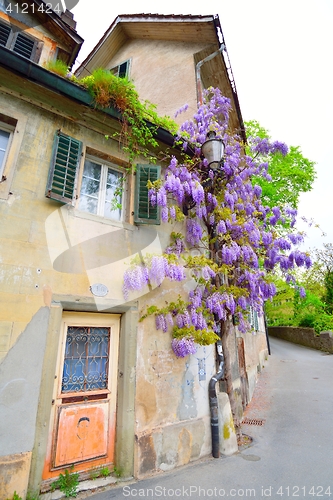 Image of Old house and lilac bush in Lucerne