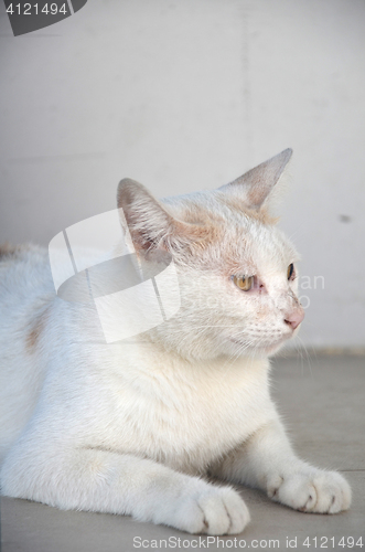 Image of Portrait of white cat