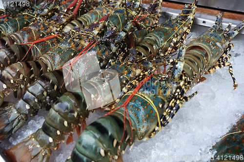 Image of Fresh lobsters on ice for sale at market