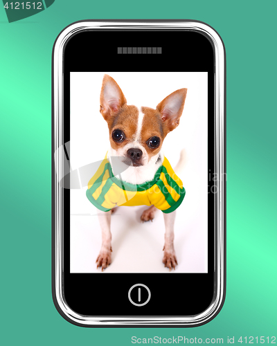 Image of Cute Chihuahua Dog Photo On Mobile Phone
