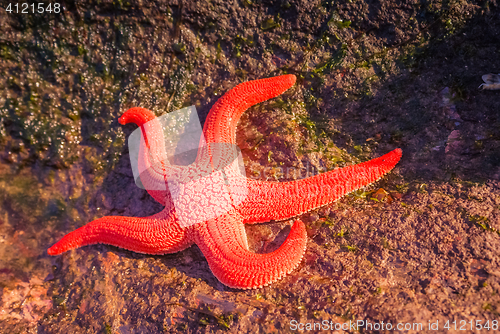 Image of Seastar in Chile
