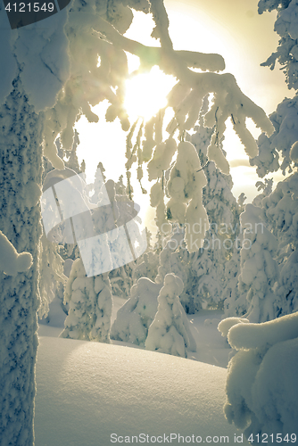 Image of Trees with heavy snow