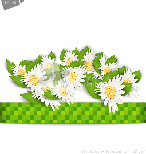 Image of Beautiful Flowers Camomile with Shadows on White Background