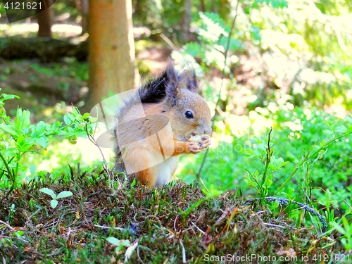 Image of Cute squirrel eating in a forest