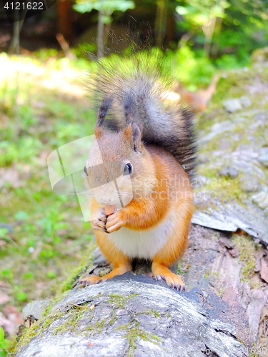 Image of Cute squirrel eating a nut, summer fur