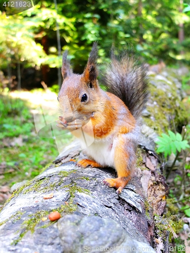 Image of Cute squirrel eating a nut, closeup