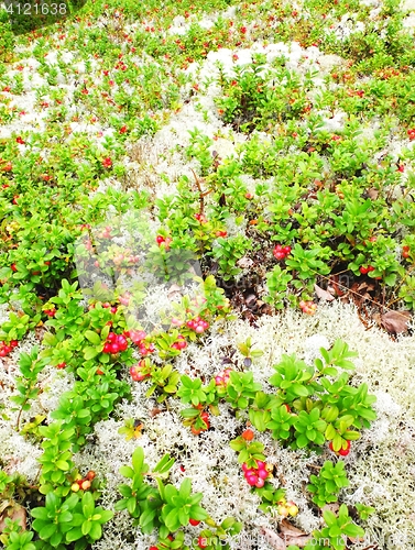 Image of Lingonberries and moss