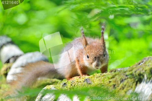 Image of Angry squirrel