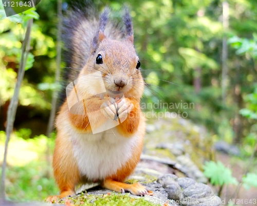 Image of Squirrel eating a nut closeup