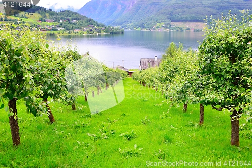 Image of Apple orchard