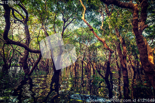 Image of Flooded trees in mangrove rain forest