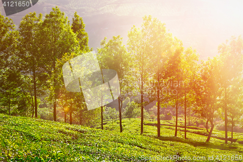 Image of Tea plantations in morning