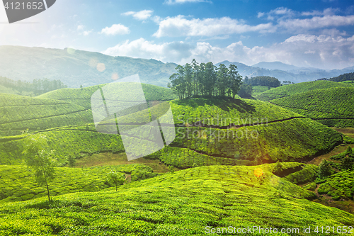 Image of Tea plantations in Kerala, India