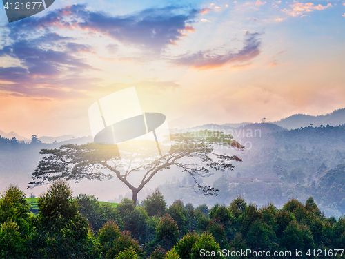 Image of Lonely tree on sunrise in hills