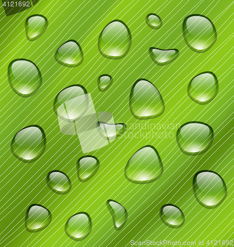 Image of Water Drops on Fresh Green Texture of Leaf