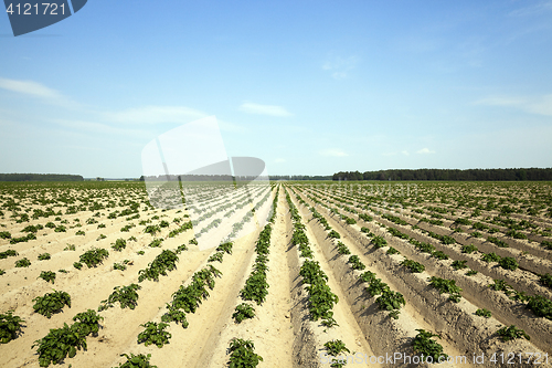 Image of Potatoes in the field