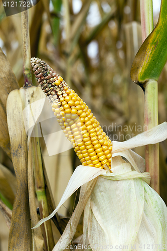 Image of ripe corn, autumn