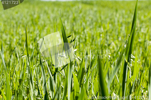 Image of Field with cereal