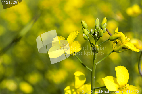 Image of yellow flower rape