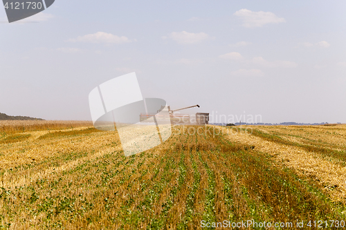 Image of harvesting cereals in field