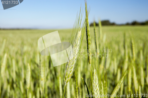 Image of Field with cereal