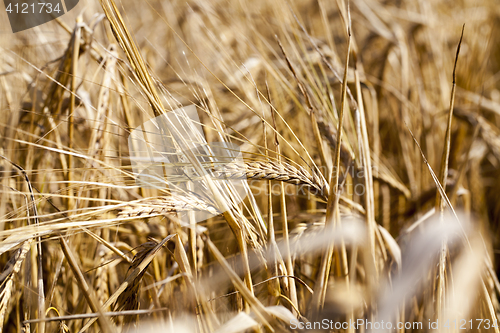 Image of mature cereal, close-up