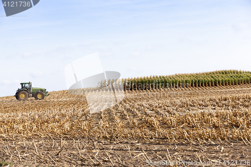 Image of harvested mature corn