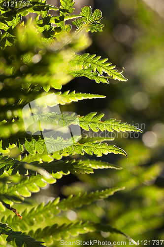 Image of green fern close up