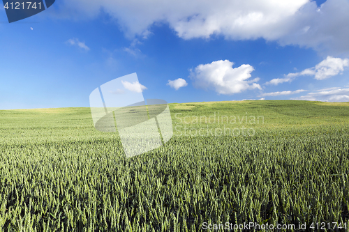 Image of Field with cereal