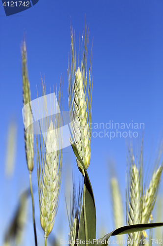 Image of field with cereals