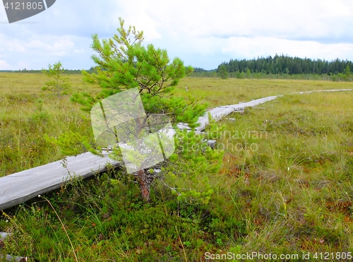 Image of Duckboards at Torronsuo National Park, Finland