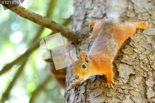 Image of Two squirrels running in a tree