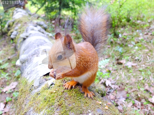 Image of Cute squirrel eating a nut, summer fur