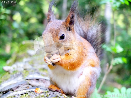 Image of Squirrel eating a nut closeup