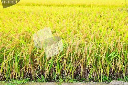 Image of Rice field closeup, ready for the harvest